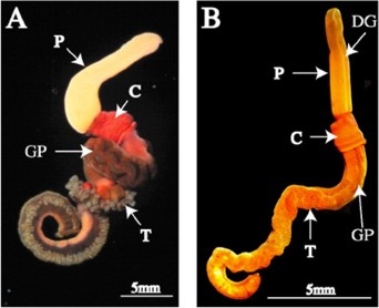 Figure 2 from Smith et al. 2003