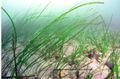 Eelgrass Zostera marina.jpg