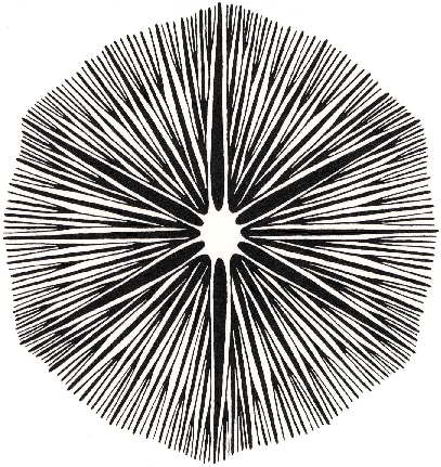 scleractinia