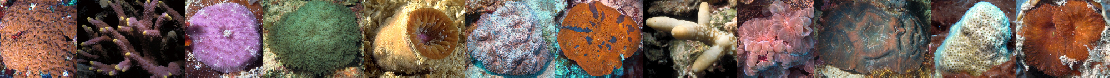 scleractinia2