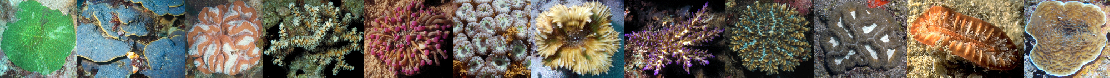 scleractinia2