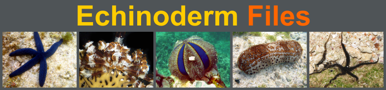 The Echinoderm Files Logo