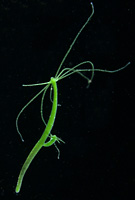 Hydra viridissima