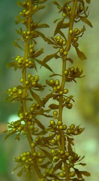 Sargassum muticum3.jpg