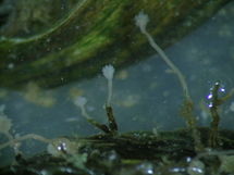 Cordylophora caspia 1.jpg