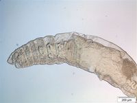 Tubificoides heterochaetus2.jpg