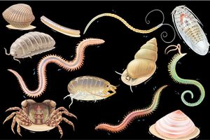 Estuarine ecosystems - MarineSpecies Introduced Traits Wiki