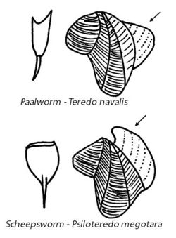 Paalwormen.jpg