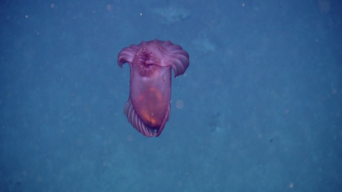 Clarion-Clipperton Zone Species Checklist launched!