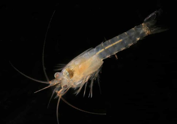 WoRMS press release: Ten remarkable new marine species from 2021