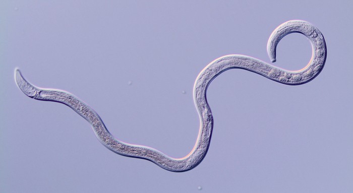 Edaphobase adopts Nemys as taxonomic backbone for nematodes