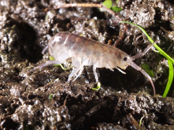 2nd Talitraits workshop: at the land-water interface