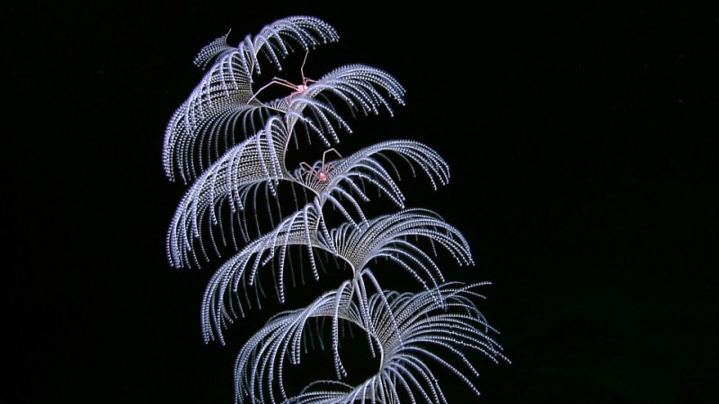 Introducing the World List of Octocorallia, a companion to the World Lists of Actiniaria and Scleractinia