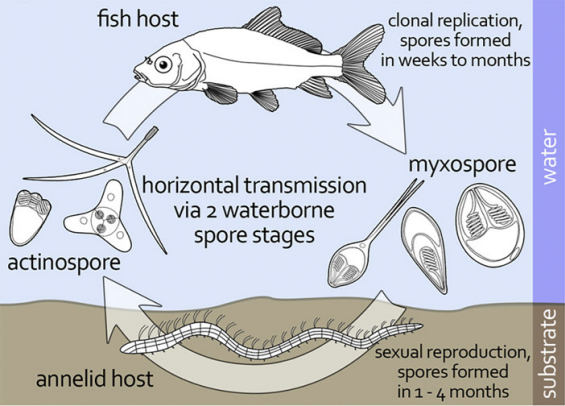 Introducing the World List of Myxozoa