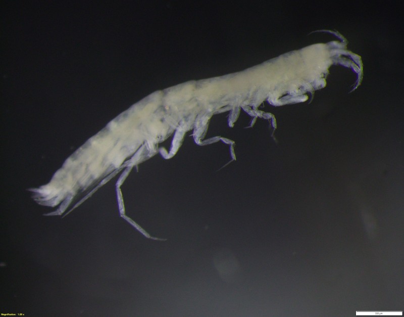 New Amphipod species from the Clarion-Clipperton Zone, named in honour of WoRMS