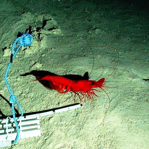 Prawn Insect WoRMS - World Register of Marine Species