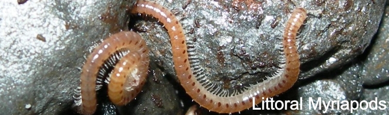 Thalassisobates littoralis, Seil Island, Scotland. Photograph copyright Tony Barber