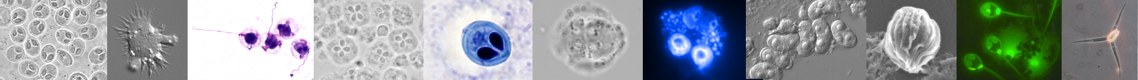 myxozoa banner