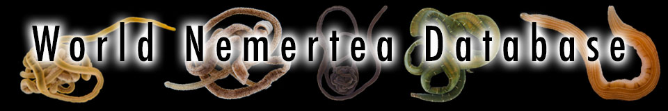 World Nemertea Database banner