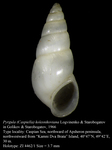 Pyrgula (Caspiella) kolesnikoviana Logvinenko & Starobogatov in Golikov & Starobogatov, 1966. Holotype