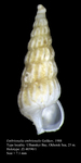 Embrionalia embrionalis Golikov, 1988. Holotype