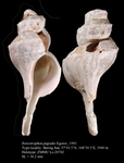 Boreotrophon pagodus Egorov, 1993. Holotype