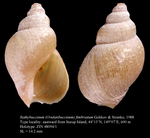 Bathybuccinum (Ovulatibuccinum) fimbriatum Golikov & Sirenko, 1988. Holotype