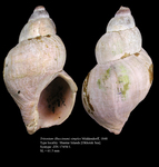 Tritonium (Buccinum) simplex Middendorff, 1848. Syntype