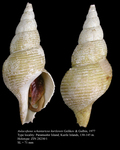 Aulacofusus schantaricus kurilensis Golikov & Gulbin, 1977. Holotype