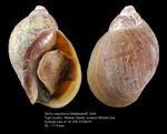 Bullia ampullacea Middendorff, 1848. Syntype