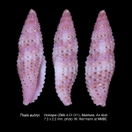Thala aubryi H. Turner, Gori & R. Salisbury, 2007