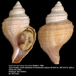 Neptunea laticostata laticostata Golikov, 1962