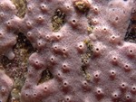 Holotype in situ