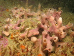  Holotype in situ