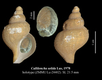 Calliloncha solida Lus, 1978. Holotype