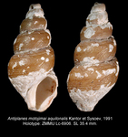 Antiplanes motojimai aquilonalis Kantor & Sysoev, 1991. Holotype