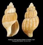 Retifusus laticingulatus Golikov & Gulbin, 1977. Holotype