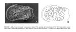 Hermanites transoceanica Teeter, 1975 - Paratype (illustrations from Warne, 2018, Fig. 1) Autho