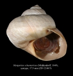 Margarites schantaricus (Middendorff, 1849), syntype