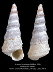 Armatus bicarinatus Golikov, 1986. Holotype