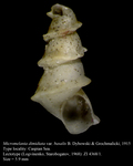 Micromelania dimidiata var. basalis B. Dybowski & Grochmalicki, 1915. Lectotype