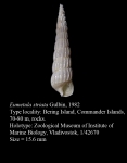 Eumetula striata Gulbin, 1982. holotype