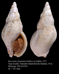 Buccinum elegantum Golikov & Gulbin, 1977. Holotype