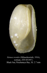 Cylichnina ovoides Milaschewitsch, 1916. Syntype
