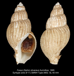 Fusus olivaceus Aurivillius, 1885. Syntype