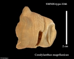 SMNH_type-1166.- Condylanthus magellanicus Carlgren, 1899