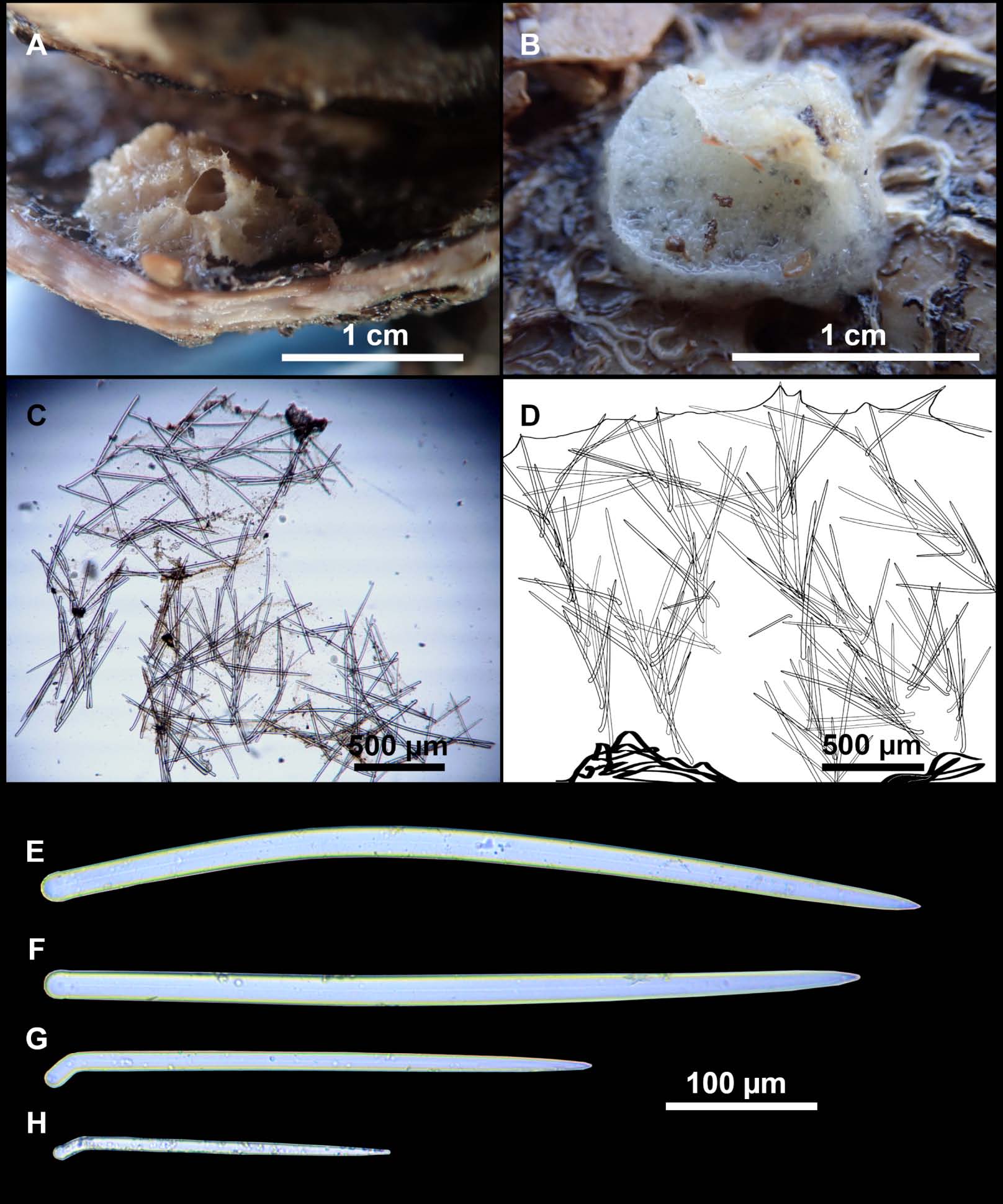 Labyrinthulidae World Porifera Database